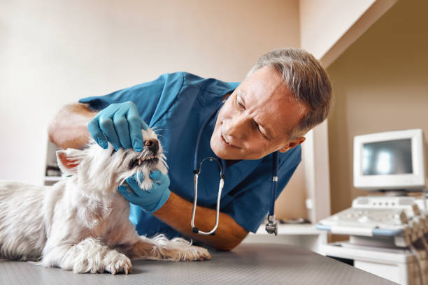 Best Emergency Root Canal Therapy in Denison, IA
